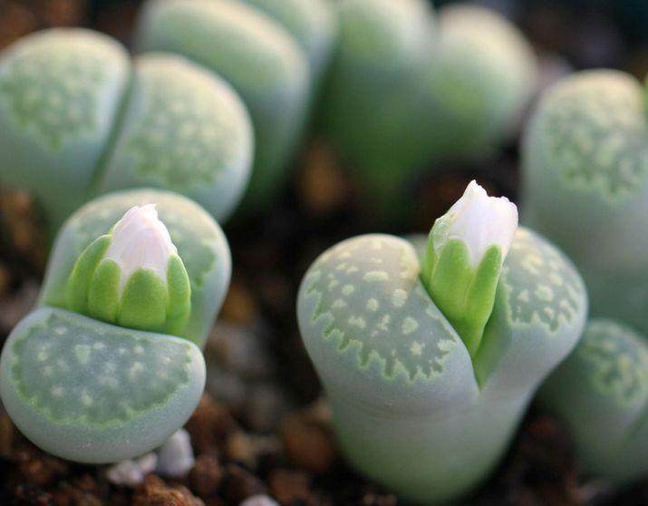 11月21日 多肉盆栽产业发展大会在广州从化召开