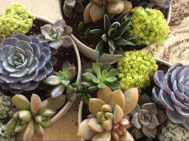 2013 中国市场兴起 韩国多肉出口业务逐渐繁荣