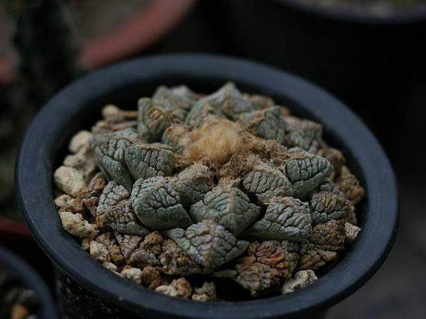 龟甲牡丹 花笼等濒危多肉植物对生存条件比较苛刻