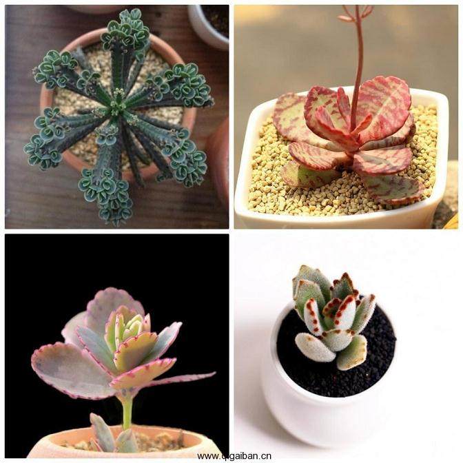 正是因为稀缺性 龟甲牡丹多肉植物的价格 不断飙升