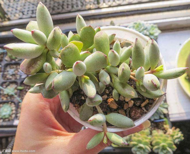 仙人掌科植物成为多肉植物资深玩家追求的极品收藏