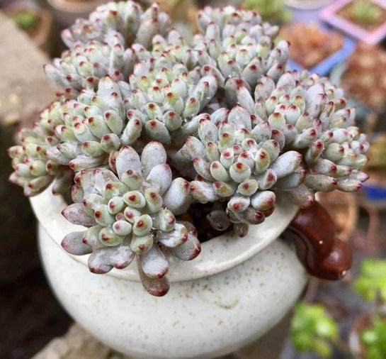 从去年开始 我每个月的多肉销售额都在2万元以上