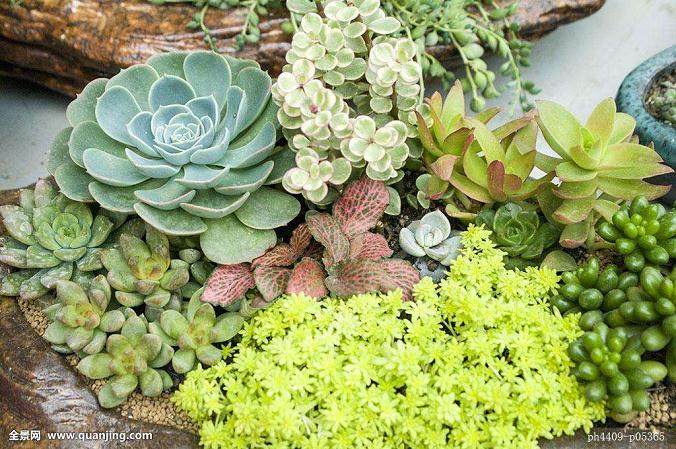 今天 光过来咨询多肉和菖蒲的客户就超过300个