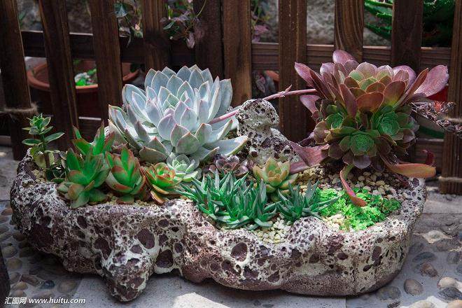 漳州小村庄网售多肉年收入近8000万