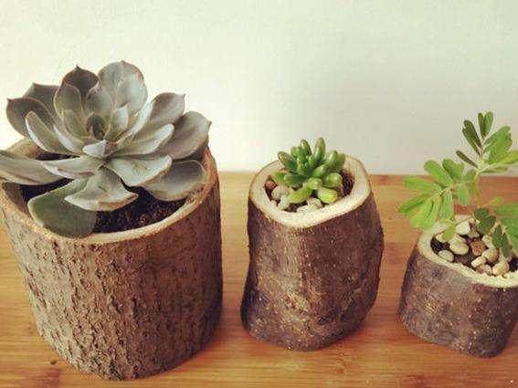 多肉植物的实际停喷时间3分钟、环境湿度50.9%