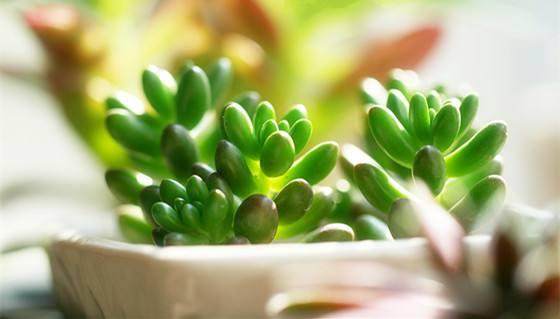 春节过后 多肉销量快速回升 总销量多于去年同期