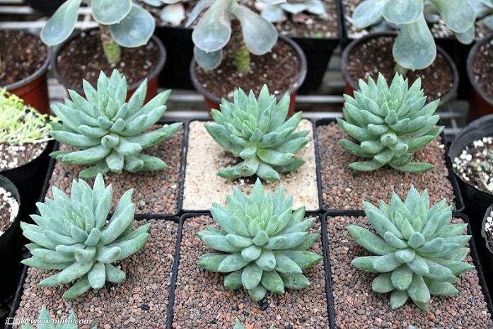 在邹塘村年收入10万元的多肉农户比比皆是