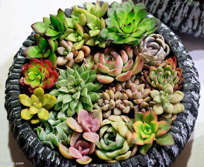 投入50万元建多肉植物园 每天能销售两三百盆多肉植物