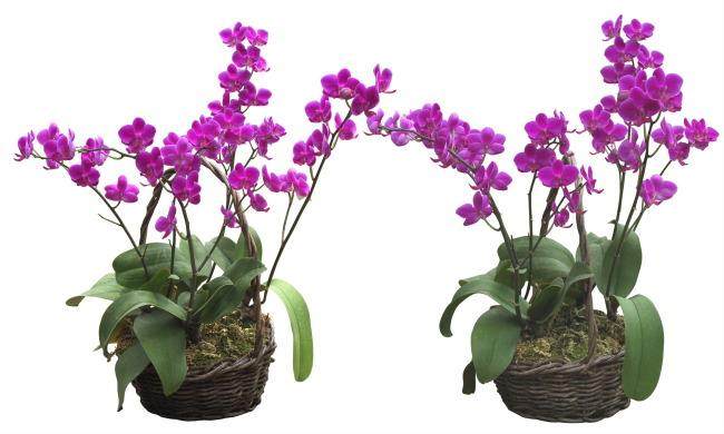 客厅里花卉盆景的摆放高度也有讲究: