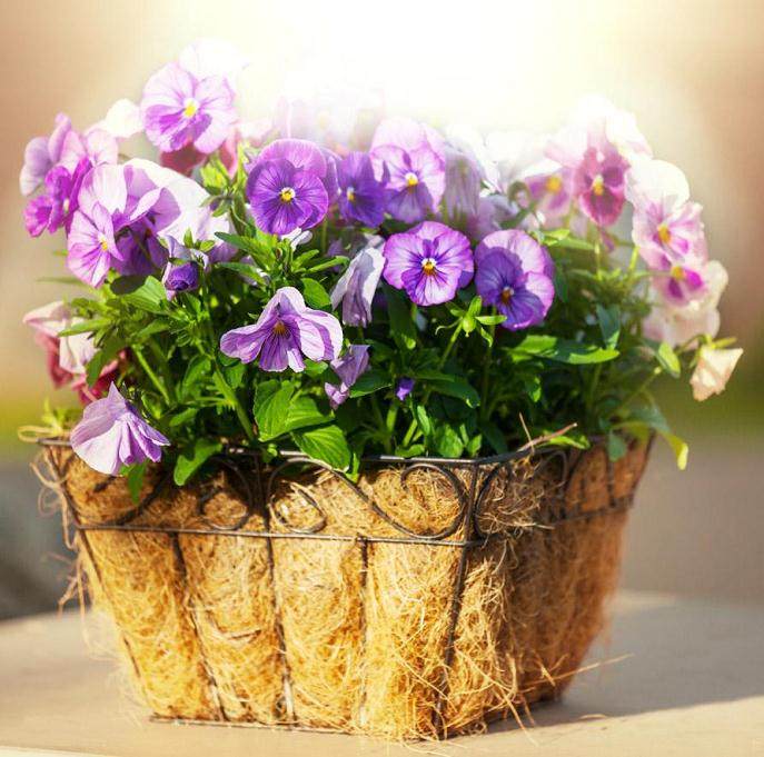 投资花卉盆景的市场前景与效益分析