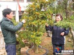 金豆盆景引人观赏（图）