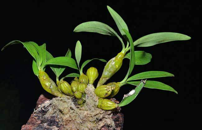 今年上市的石斛盆景卖到150元一盆