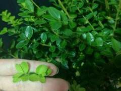 关于雀舌大叶黄杨盆景发芽养护的方法