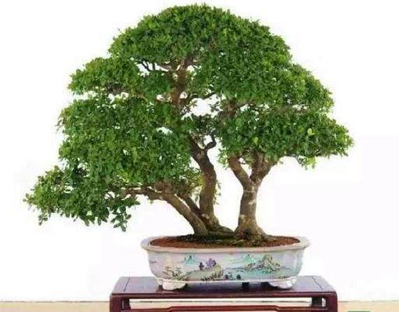 高楼上种活盆景新桩的4个技巧