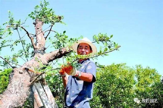 湖北盆景艺术家—潘宜斌