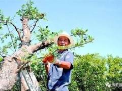 湖北盆景艺术家-潘宜斌