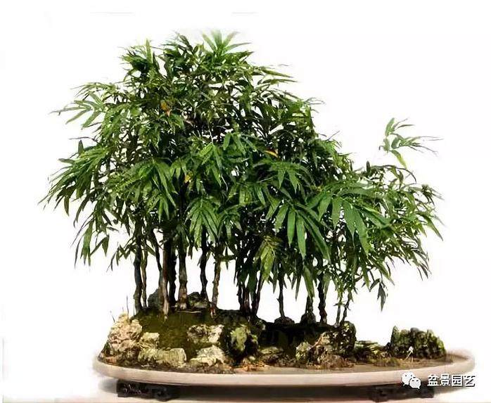 竹类盆景的栽种及养护技巧