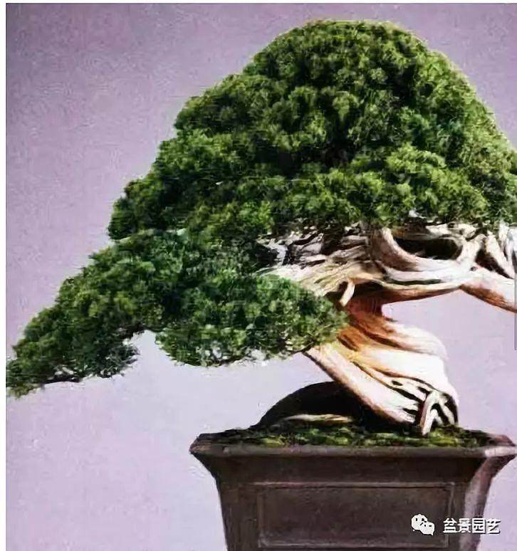 家庭盆景的9种造型设计心法分享