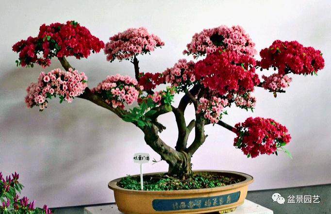 养殖造型杜鹃盆景 以下5点值得注意: