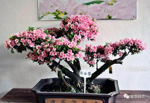 如何制作造型杜鹃盆景?