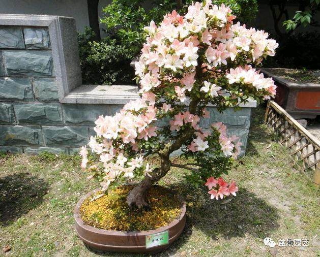 杜鹃盆景的换盆翻盆技术