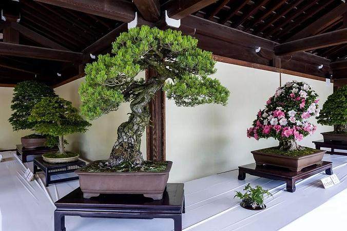 焦作盆景主要以杂木累树桩盆景和微型盆景为主