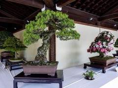 焦作盆景主要以杂木累树桩盆景和微型盆景为主