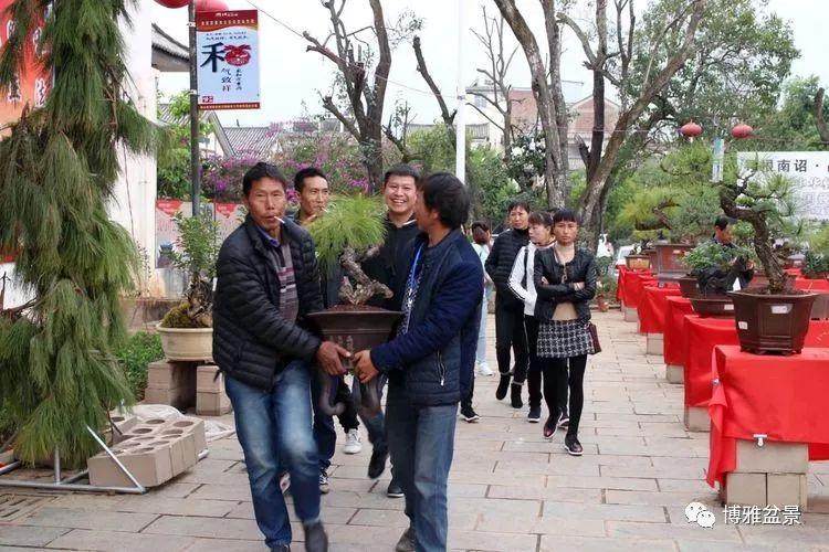 第八届云南巍山小吃节之盆景艺术展