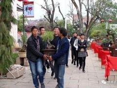 第八届云南巍山小吃节之盆景艺术展