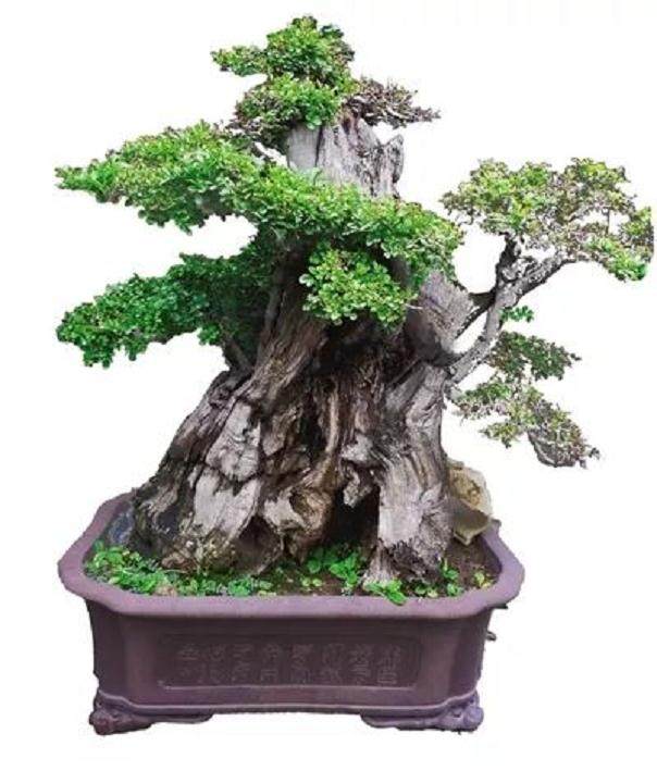 中国园林博物馆获赠微缩园林盆景珍品