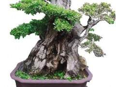 中国园林博物馆获赠微缩园林盆景珍品