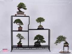 首届中国如皋小微盆景实景展