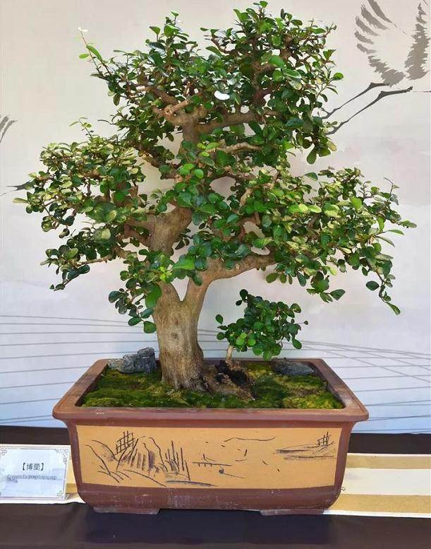 盆艺盆易第一届网络盆景展 强火热进行中