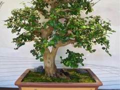 盆艺盆易第一届网络盆景展 强火热进行中