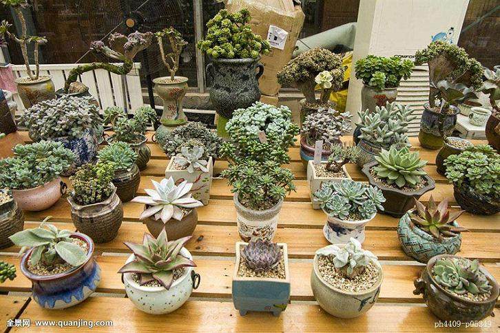 其实全世界多肉植物涉属60多个科 近1200属