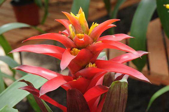 凤梨精品供应量少 单盆产品批发价同比上涨3至5元