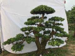 第九届中国国际盆景协会盆景展览