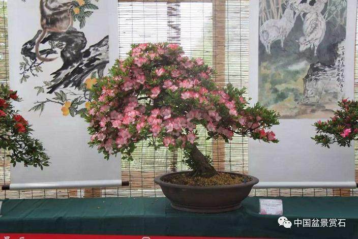 我1999年参加分会工作担任盆景分会副秘书长