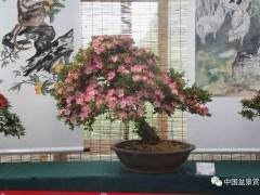 我1999年参加分会工作担任盆景分会副秘书长