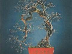 盛光荣先生的雀梅盆景《唐梅宋骨》