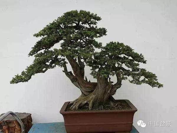 宜兴市湖滏镇第一届张阳盆景节开幕式