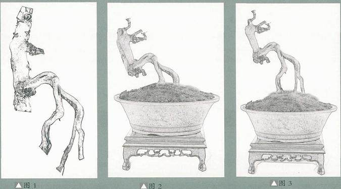 泉州艺术家制作雀梅盆景的全过程