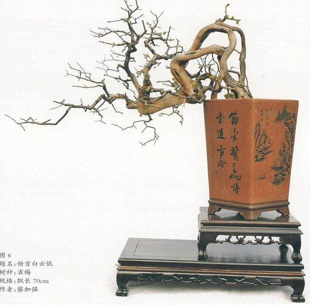 泉州艺术家制作雀梅盆景的全过程