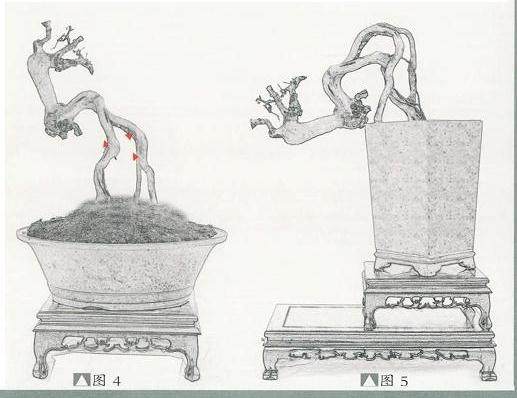 泉州艺术家制作雀梅盆景的全过程