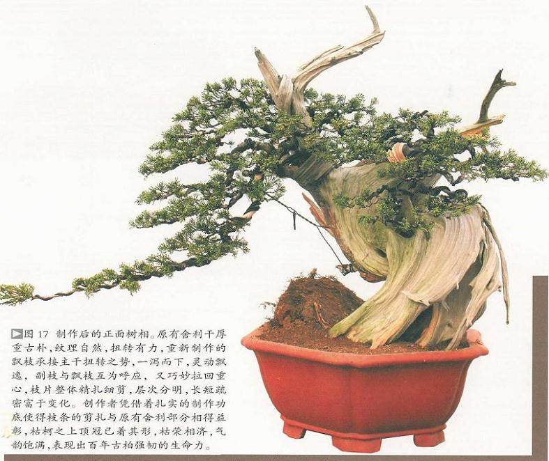 图解 对真柏盆景怎么嫁接的17个过程