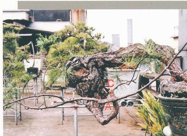 图解 我对松树盆景10年来的造型过程