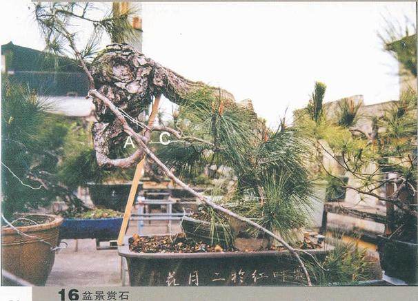 图解 我对松树盆景10年来的造型过程