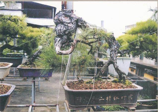 图解 我对松树盆景10年来的造型过程