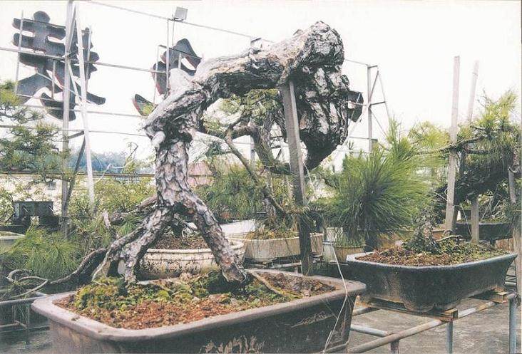 图解 我对松树盆景10年来的造型过程