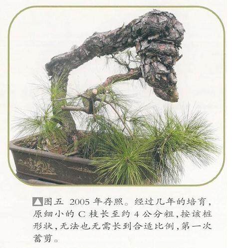 图解 我对松树盆景10年来的造型过程